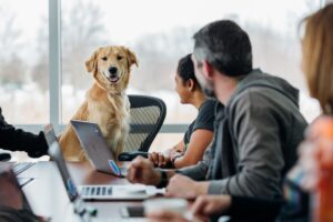 A retriever sits at a desk in an office setting. 